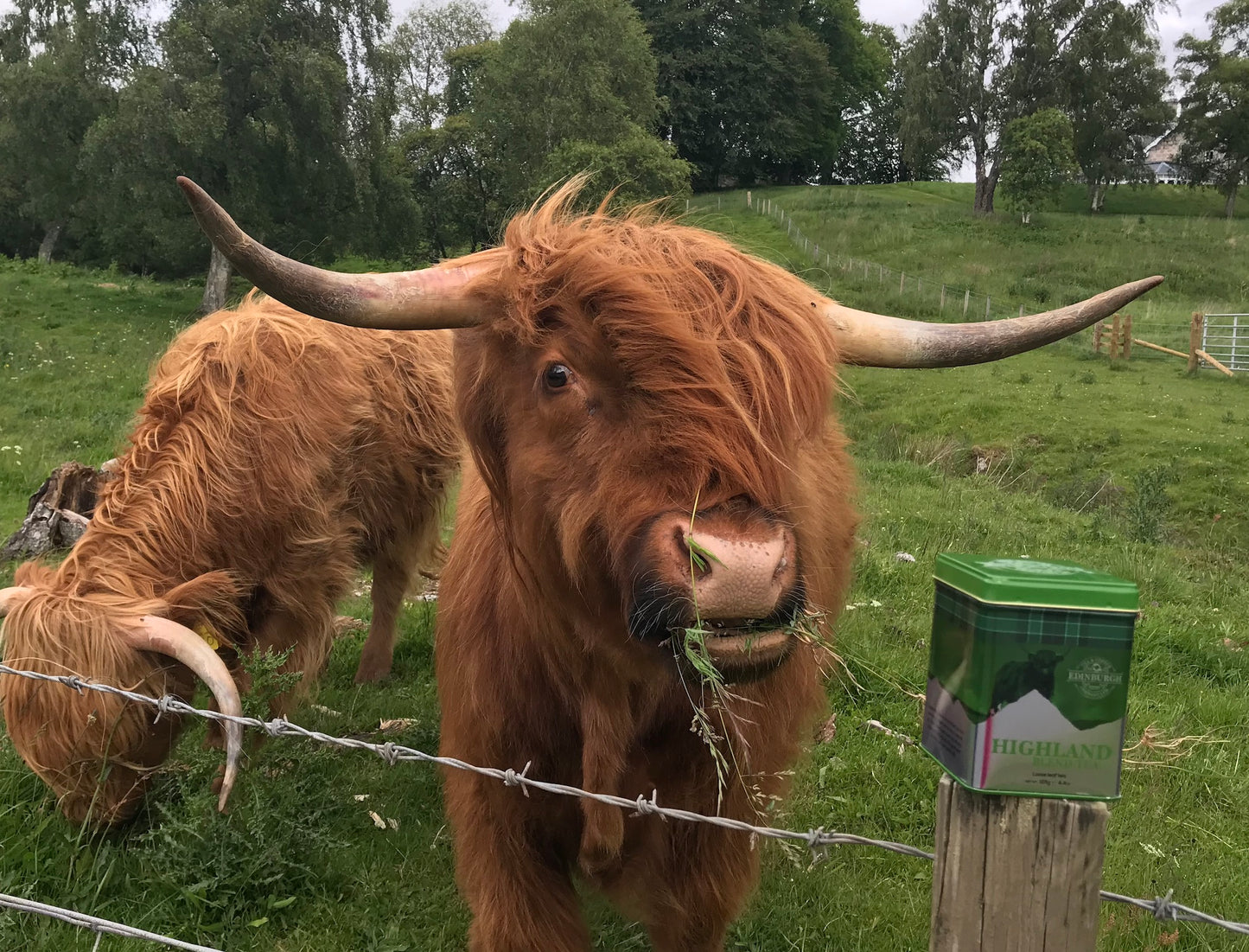 HIGHLAND BLEND